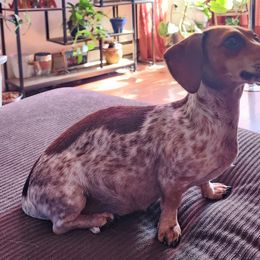 Bella - Dachshund