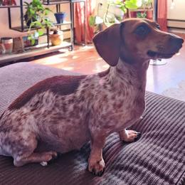 Bella - Dachshund