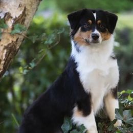 Australian Shepherds from Blessed Hope Aussies