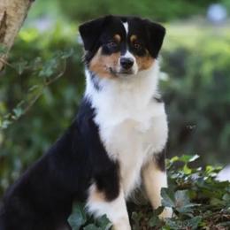 Australian Shepherds from Blessed Hope Aussies