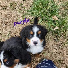 Girl 2 - Bernese Mountain Dog puppy in New Jersey from MadKnight Farms Bernese