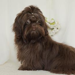 Dolly - Shih Tzu