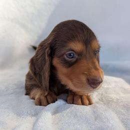 Boy 1 - Chocolate and tan male Dachshund puppy in San Diego, California from Sweetheart Doxies LLC