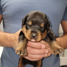 Rottweiler Puppies from Vom Zamozdra Haus Rottweilers