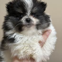 Gabriel - Tri-colored male Pomeranian puppy in Edmond, Oklahoma from My Sun & Moon Poms