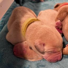 Daisy - Yellow female Labrador Retriever puppy in Rock Hill, South Carolina from North Star Retrievers