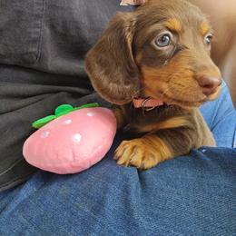 Pink-Leia - Chocolate and tan female Dachshund puppy in Waukegan, Illinois from Rolling and Howling Basset Hounds and Dachshunds
