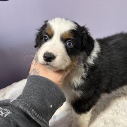 Mochi - Black tri female Miniature American Shepherd puppy in Olympia, Washington from Shamayim Shepherds