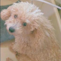 Denim - Poodle