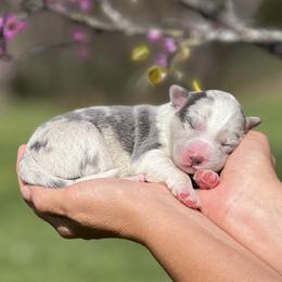 Zephyr - Slate merle male Border Collie puppy in Conway, Missouri from 2J 2K Border Collies | Maremma Sheepdogs