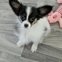 Angel - White and black female Papillon puppy in Joshua, Texas from Summertime Kennels