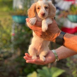Cotton - Cream male Dachshund puppy in Choccolocco, Alabama from Ace’s Doxies