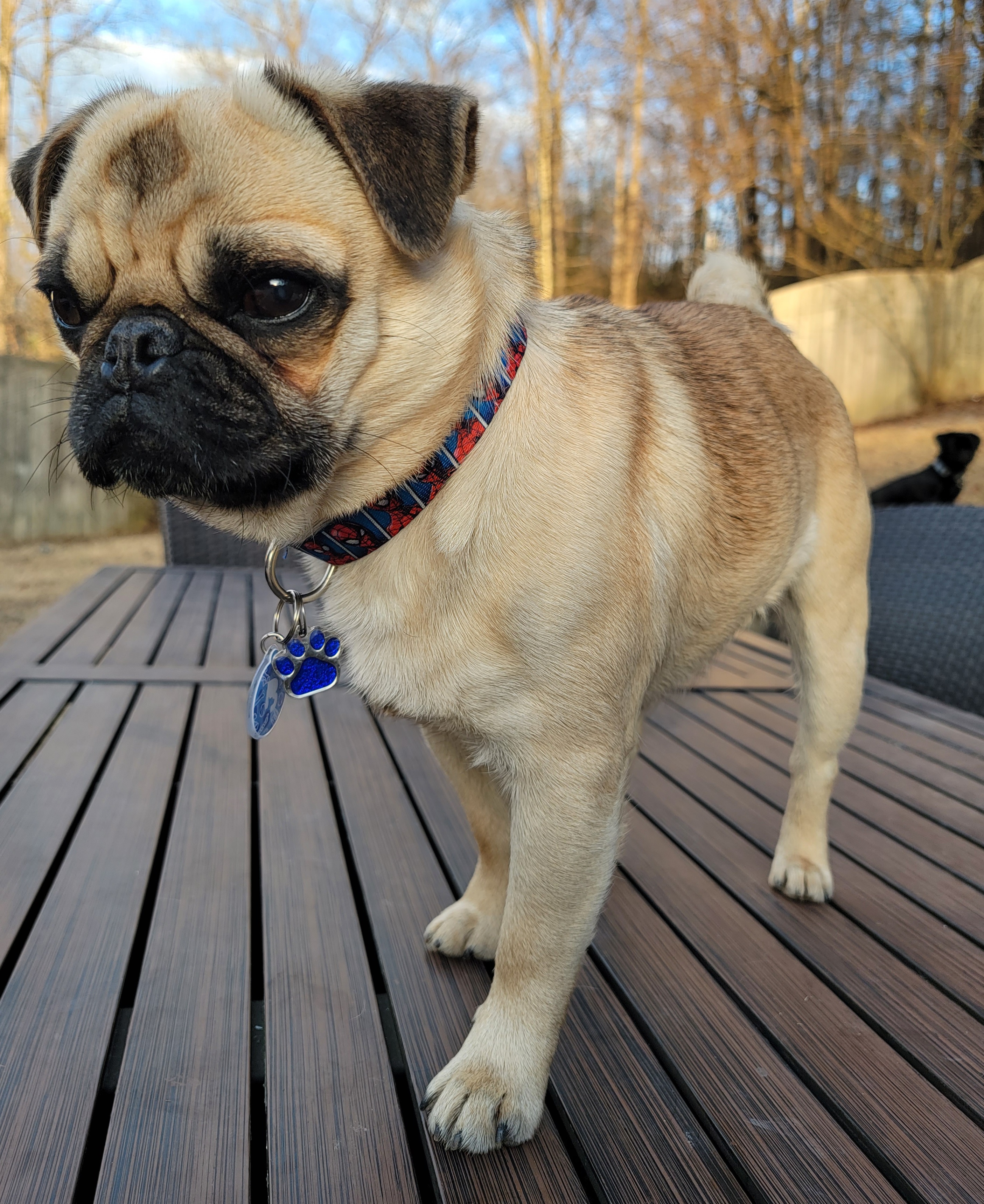 Teddy - French Bulldog