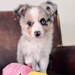 FLOKI - Blue merle Toy Australian Shepherd puppy in Syracuse, Indiana from Klenke Toy Aussies