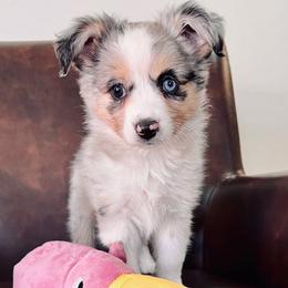 FLOKI - Blue merle Toy Australian Shepherd puppy in Syracuse, Indiana from Klenke Toy Aussies