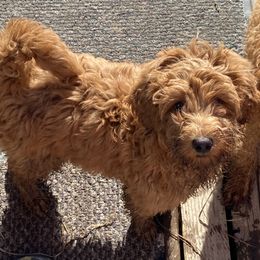 Aussiedoodle, Double Doodle, Goldendoodle, and Labradoodle Puppies from Doodle Paw Ranch