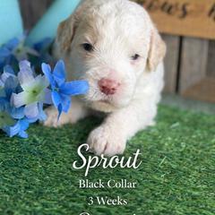 Sprout-black collar - Apricot male Saint Berdoodle puppy in Paw Paw, Michigan from ProAct Canines
