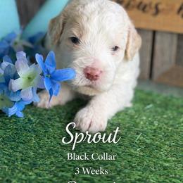 Sprout-black collar - Apricot male Saint Berdoodle puppy in Paw Paw, Michigan from ProAct Canines