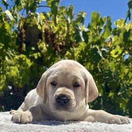 Boy 2 - Yellow male Labrador Retriever puppy in Santa Rosa, California from Legendary Labs of California