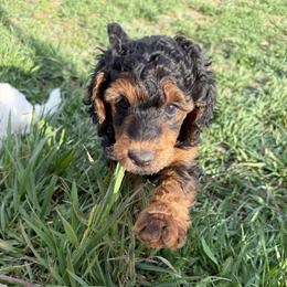 Meadow - Phantom female Poodle puppy in Peyton, Colorado from Fuzzybottoms Ranch LLC