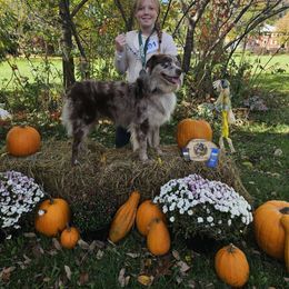 Mowgli - Australian Shepherd