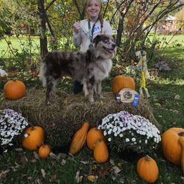 Mowgli - Australian Shepherd
