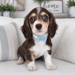 Derrick - Chocolate and cream male Dachshund puppy in Fayetteville, North Carolina from RRD