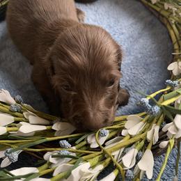 Dachshund Puppies from Lerch Family Dachshunds