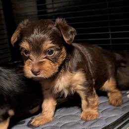 Gia - Chocolate and tan female Yorkshire Terrier puppy in Gatesville, Texas from KontryKritterz Yorkies