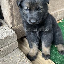 Bright green - Sable male German Shepherd puppy in San Antonio, Texas from Grendelhaus Shepherds
