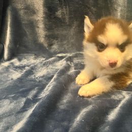 Relic - Chocolate Pomsky puppy in Louisville, Kentucky from Stonehill Breeders