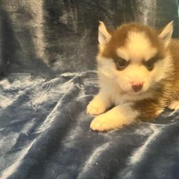 Relic - Chocolate Pomsky puppy in Louisville, Kentucky from Stonehill Breeders