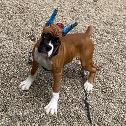 Skip - Fawn male Boxer puppy in Butler, Pennsylvania from Schaible's Boxer Huddle