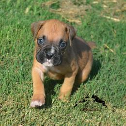 Hashbrown - Fawn male Boxer puppy in Earlsboro, Oklahoma from Lieben Boxers