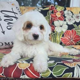 Reign - Parti female Goldendoodle puppy in Fordland, Missouri from K&K's Puppy Kingdom