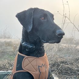 Jag - Labrador Retriever