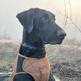 Jag - Labrador Retriever