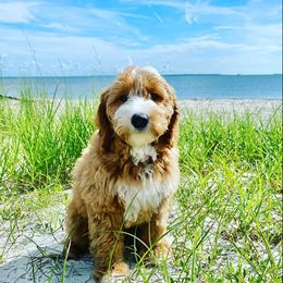 Bernedoodle Puppies from Star of the Sea Doodles