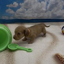 Chocolate Based Cream Longhair Male (Orange Collar) - Cream male Dachshund puppy in Killeen, Texas from Southern Dachshunds