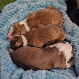 Australian Shepherd Puppies from Ashe's Aussies