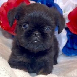 Reza - Black and tan female Brussels Griffon puppy in Litchfield Park, Arizona from Melody Lane Brussels Griffons