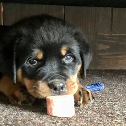 Rottweiler Puppies from Amy Osborne