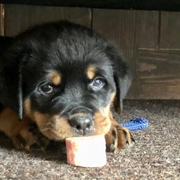 Rottweiler Puppies from Amy Osborne