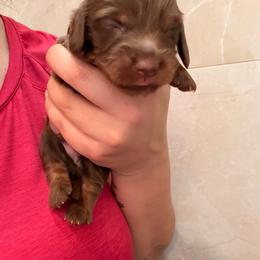 Stewie - Chocolate and tan male Dachshund puppy in Southwest Ranches, Florida from Breezy Florida Dachshunds
