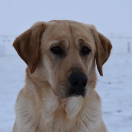 Rush - Labrador Retriever