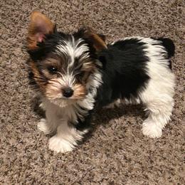 Scooby - Parti male Yorkshire Terrier puppy in Hot Springs, Arkansas from Weslynn Kennels