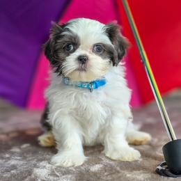 Poodle, Shichon, Shihpoo, Shih Tzu, and Shorkie Puppies from Ever After Tails
