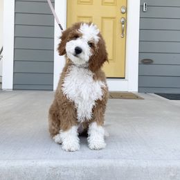 Lola - Cavapoo