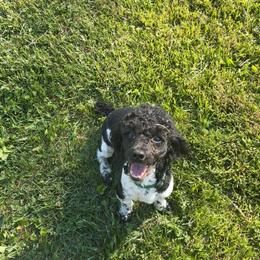 Dash - Parti male Poodle puppy in Sharps Chapel, Tennessee from McKenzie's Puppies