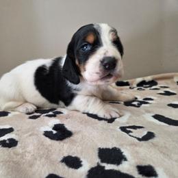 Cooper - Black white and brown male Basset Hound puppy in Denison, Texas from Emma Lou's Baby Bassets